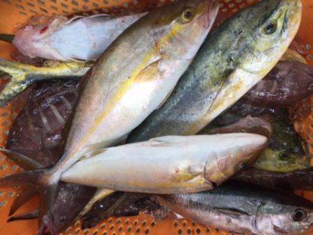 Sea Frend 片山丸 釣果