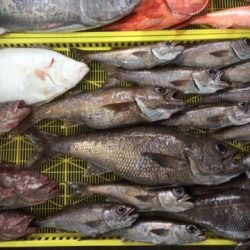 Sea Frend 片山丸 釣果