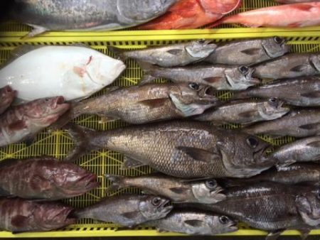 Sea Frend 片山丸 釣果