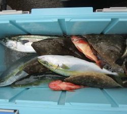 兼六丸 釣果
