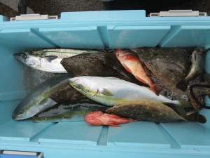 兼六丸 釣果