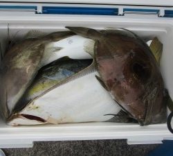 兼六丸 釣果