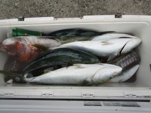 兼六丸 釣果