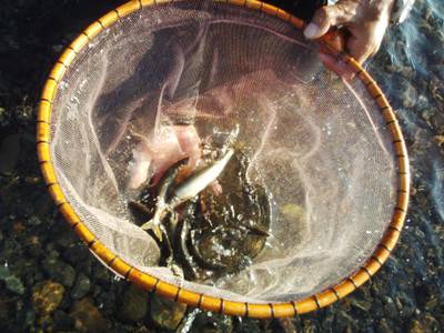 安倍川・藁科川（安倍藁科川漁業協同組合） …