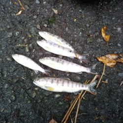 安倍川・藁科川（安倍藁科川漁業協同組合） 釣果