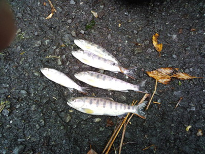 安倍川・藁科川（安倍藁科川漁業協同組合） …