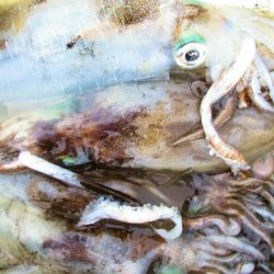 フィッシングガイド とちぎ 釣果