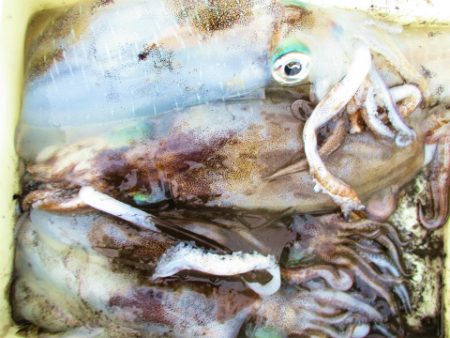 フィッシングガイド とちぎ 釣果