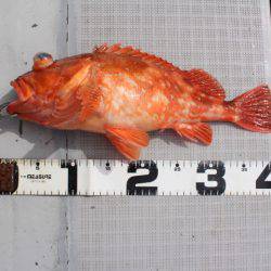 Aquanaut(アクアノート) 釣果