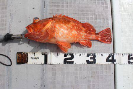 Aquanaut(アクアノート) 釣果