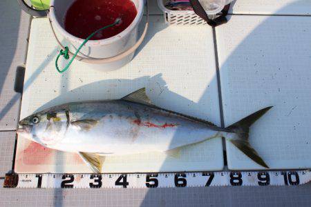 Aquanaut(アクアノート) 釣果