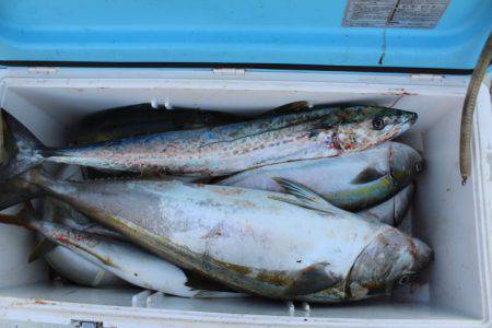 Aquanaut(アクアノート) 釣果