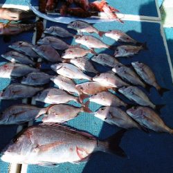 十八宝洋丸 釣果