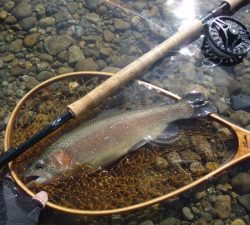 会津大川（会津非出資漁業協同組合） 釣果