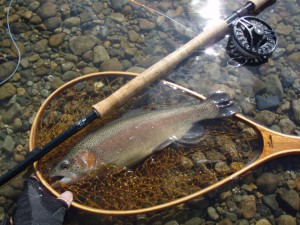 会津大川（会津非出資漁業協同組合） 釣果