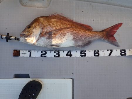 Aquanaut(アクアノート) 釣果