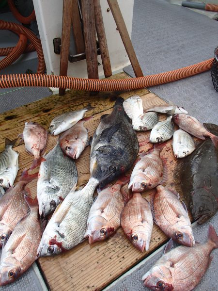久六釣船 釣果