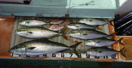 火遠理丸（ほおりまる） 釣果