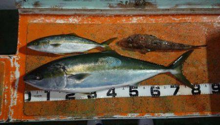 火遠理丸（ほおりまる） 釣果