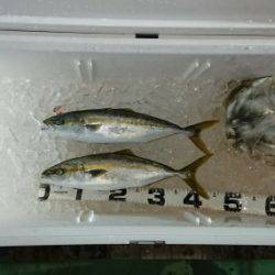 火遠理丸（ほおりまる） 釣果