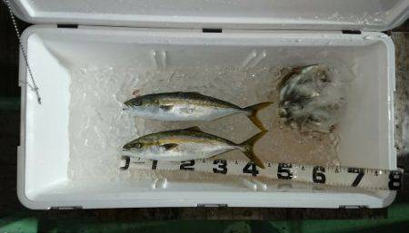 火遠理丸（ほおりまる） 釣果