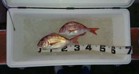 火遠理丸（ほおりまる） 釣果