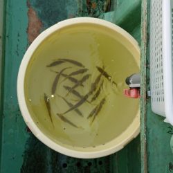 火遠理丸（ほおりまる） 釣果