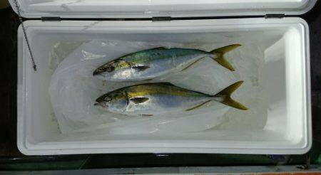 火遠理丸（ほおりまる） 釣果