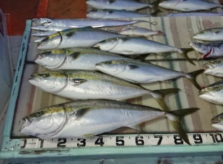 火遠理丸（ほおりまる） 釣果