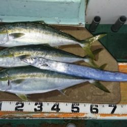 火遠理丸（ほおりまる） 釣果