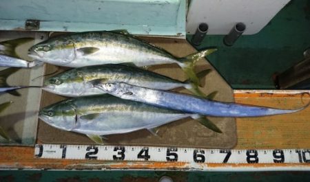 火遠理丸（ほおりまる） 釣果