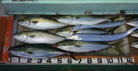 火遠理丸（ほおりまる） 釣果