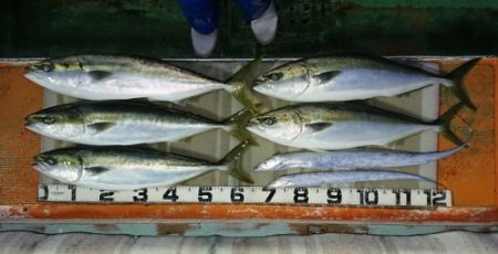 火遠理丸（ほおりまる） 釣果