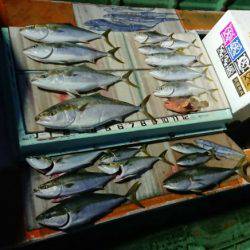 火遠理丸（ほおりまる） 釣果