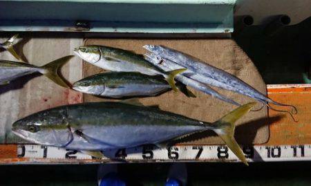 火遠理丸（ほおりまる） 釣果