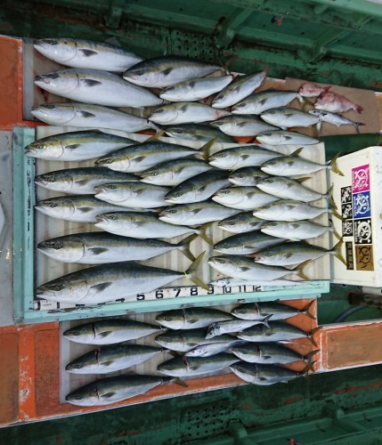 火遠理丸（ほおりまる） 釣果