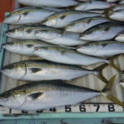 火遠理丸(ほおりまる) 釣果