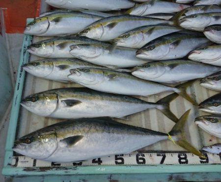 火遠理丸(ほおりまる) 釣果