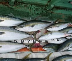 火遠理丸(ほおりまる) 釣果