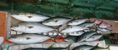 火遠理丸(ほおりまる) 釣果