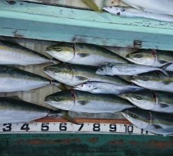 火遠理丸(ほおりまる) 釣果