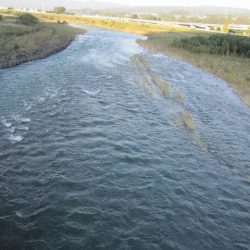 狩野川(狩野川漁業協同組合) 釣果