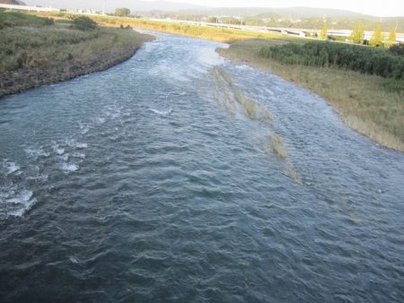 狩野川(狩野川漁業協同組合) 釣果