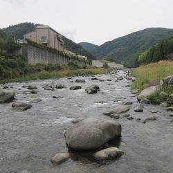 狩野川(狩野川漁業協同組合) 釣果