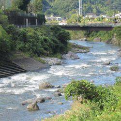 狩野川(狩野川漁業協同組合) 釣果