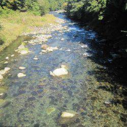 狩野川(狩野川漁業協同組合) 釣果