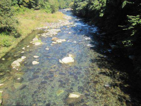 狩野川(狩野川漁業協同組合) 釣果