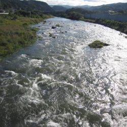 狩野川(狩野川漁業協同組合) 釣果