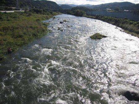 狩野川(狩野川漁業協同組合) 釣果