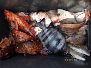 石川丸 釣果